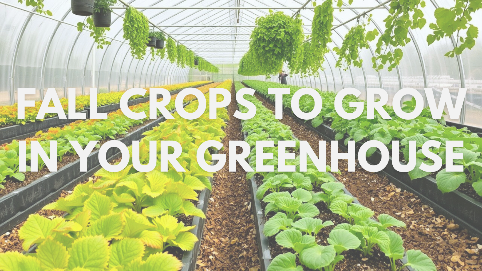 9 Fall Crops to Grow in Your Greenhouse